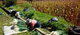 Transitando entre la agricultura orgánica y convencional: Análisis de ...