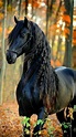 Beautiful black horse | Horses, Wild horses photography, Stallion horses