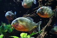 Piranha Fish Species Profile