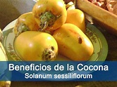 Cocona: Beneficios y sus excelentes propiedades nutricionales