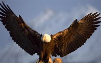 Asas de uma águia HD | FotosWiki.org