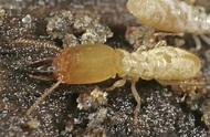 What Do Termites Look Like How To Identify Termites T - vrogue.co