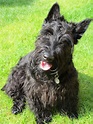 Scottish Terrier Breed Guide - Learn about the Scottish Terrier.