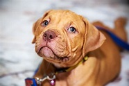 Red Nose Pit Bull: What To Know Before Buying | All Things Dogs