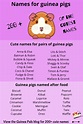 Names for guinea pigs – Artofit