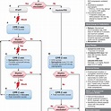 Adult Cardiac Arrest Algorithm-AHA 2018 Update. Abbreviations: CPR ...