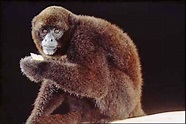 Inician campaña de educación ambiental y conservación del mono choro ...