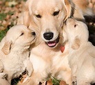 Développement sensitif des chiots - Reproduction du chien - Santé - Chiens