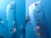 東北角淺海驚見「2公尺地震魚」現身 刷新台灣最大活體紀錄 | ETtoday寵物雲 | ETtoday新聞雲