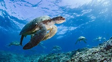 Turtle Odyssey : ABC iview