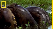 Anaconda vs. Mammal | National Geographic - YouTube