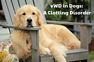 von Willebrand's Disease in Dogs - PetHelpful