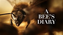 A Bee's Diary | Apple TV (uk)