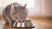 Cat Feeding Guide | Cat & Kitten Food Advice | Vets4Pets