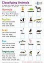 Classifying Animals Worksheet: Free Printable PDF for Kids - Answers ...