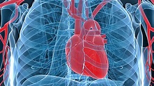 De paseo por el corazón humano: ¿cómo funciona?