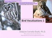 Bird Vocalizations
