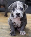Beautiful Merle American bully puppy | Bully breeds dogs, Pitbull dog ...