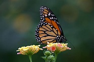 Free photo: Beautiful Butterfly - Animal, Butterfly, Fly - Free ...