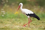 Cegonha - Aves - InfoEscola