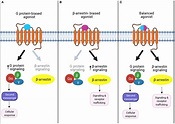 Frontiers | Metabolic Functions of G Protein-Coupled Receptors and β ...