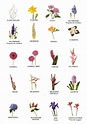 Nombres de flores, Flores nombres y fotos, Nombre de las plantas