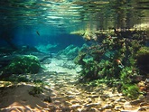 Bonito_rio_prata.JPG (4000×3000) | Nature pictures, Underwater ...