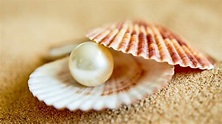 Perlen und Perlmutt: Wenn Muscheln Schmuck produzieren | Tiere | Natur ...
