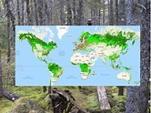 Descubre con este mapa dónde están los mejores bosques de tu país y del ...