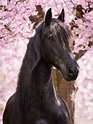 Photos de beaux chevaux. 160 images de haute qualité gratuitement