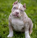 Merle American Bully: What Are They & Why Are They Special?