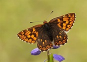 The Duke of Burgundy Butterfly! - Back From The Brink