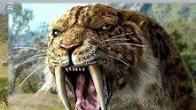 O Tigre Dentes De Sabre Ou Smilodon - Felideo Extinto à Dez mil anos ...