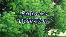 Roses in December Trailer - YouTube