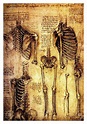 10+ Da Vinci Dibujos Anatomicos