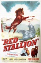The Red Stallion Pictures - Rotten Tomatoes