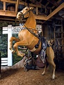 For Sale: Roy Rogers' Trusty Horse, Trigger : NPR