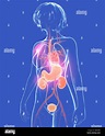 Anatomische 3d-Abbildung des menschlichen Körpers, der Frau. Zeigt die ...