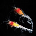 Shrimp | Types, Anatomy & Habitat | Britannica