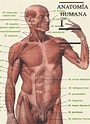 Anatomía humana, Tomo I - M. Prives-FREELIBROS.ORG - anatomia humana ...
