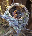 Baby Hummingbirds Leave The Nest. These Are the Cutest Bird Photos Ever ...