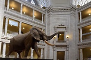 National Museum of Natural History - Inside (1) | Washington | Pictures ...