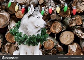 Hermoso lindo perro Husky siberiano sonriente sentado con corona de ...