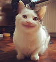 Funny Cat Face Meme | Funny Memes Fun