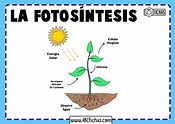 La Fotosíntesis: Explicacion y Partes del proceso