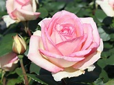 Edelrose 'Souvenir de Baden-Baden' ® - Rosa 'Souvenir de Baden-Baden ...