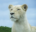 White lioness Free Photo Download | FreeImages