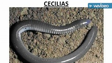 Cecilias - YouTube