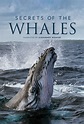 Secrets of the Whales - Where to Watch and Stream - TV Guide