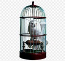 The Wizarding World Of Harry Potter Cage Hedwig Owl, PNG, 451x768px ...